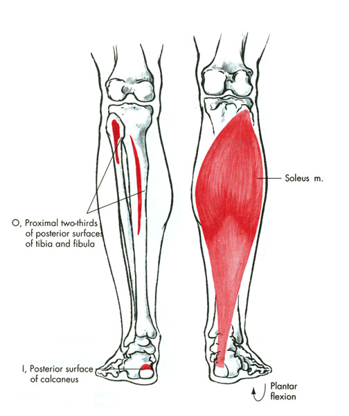 m. soleus