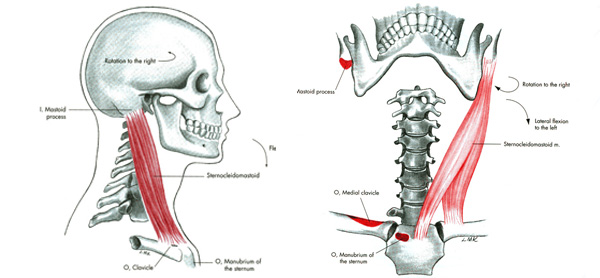 m. sternocleidomastoideus