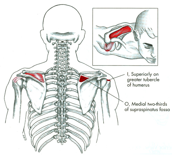 m. supraspinatus