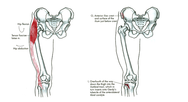 m. tensor fasciae latae