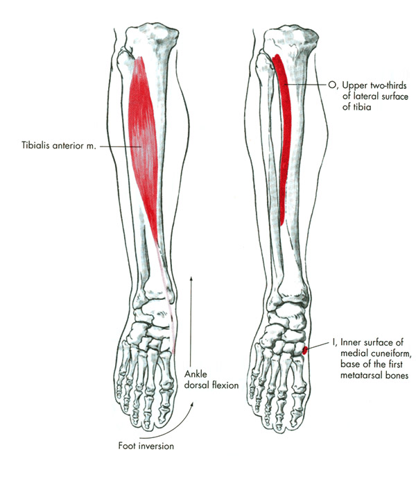 m. tibialis anterior