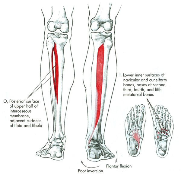 m. tibialis posterior