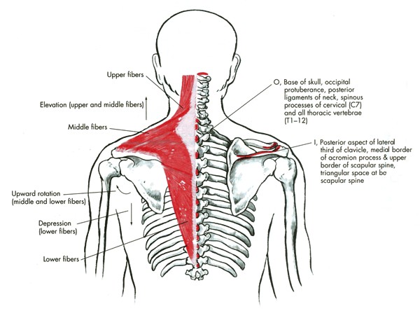 m. trapezius