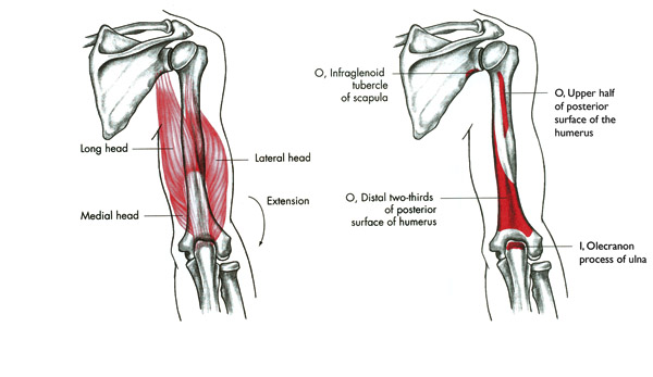 m. triceps brachii