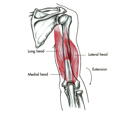 m. triceps_brachii