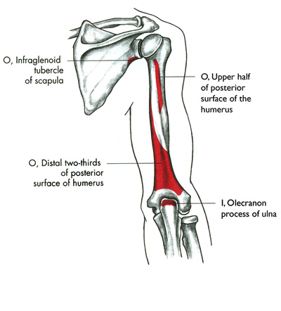 m. triceps brachii