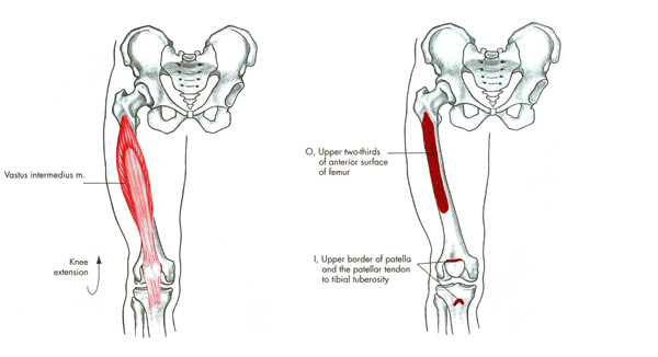 m. vastus intermedius