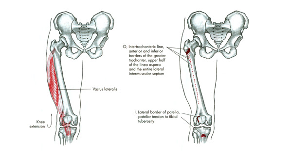 m. vastus lateralis