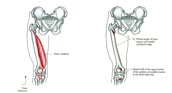 m. vastus medialis