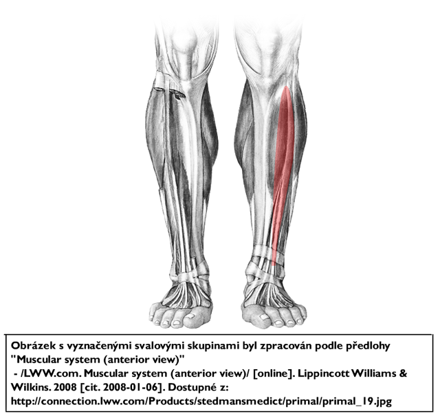 m. extensor digitorum longus