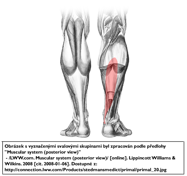 m. flexor digitorum longus