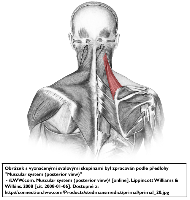 m. levator scapulae