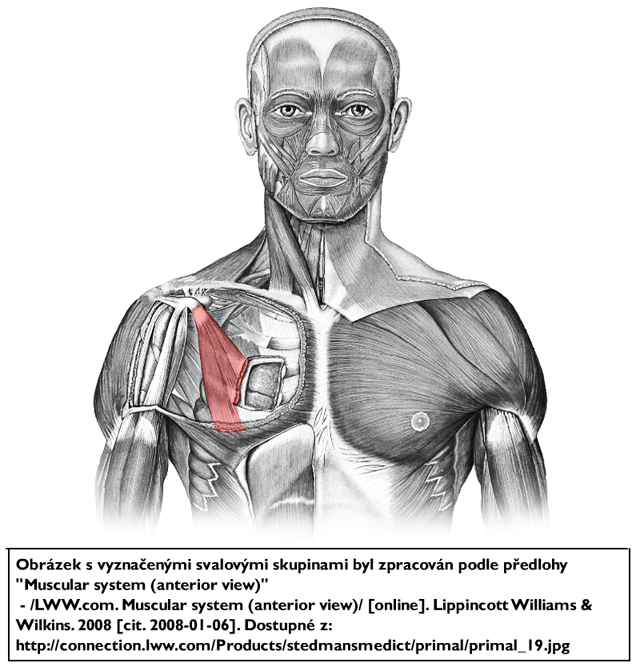 m. pectoralis minor