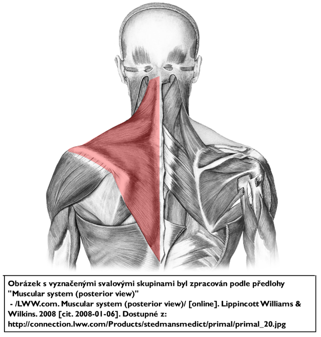 m. trapezius