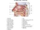 Dutina nosní – cavitas nasi