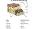 Schéma vrstev kůže člověka (cutis)