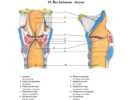 Řez hrtanem – larynx