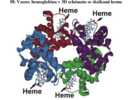 Vzorec hemoglobinu v 3D schématu se složkami hemu