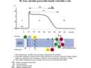 Fáze akčního potenciálu buněk srdečního svalu