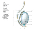 Varle a nadvarle – testis et epididymis