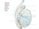 Stavba varlete – testis