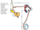 Přůběh chámovodu – ductus deferens