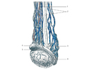 Provazec semenný – funiculus spermaticus