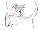 Mužská trubice močová – urethra masculina