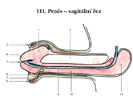 Penis – sagitální řez