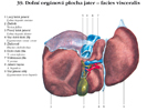 Dolní orgánová plocha jater – facies visceralis