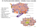 Stavba jaterního lalůčku – lobulus venae centralis