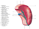 Slezina - splen, lien