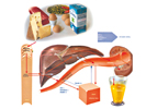 Metabolismus bílkovin - proteinů