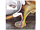 Hypothalamo - hypofyzární systém