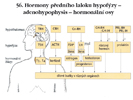 Hormony předního laloku hypofýzy – adenohypophysis – hormonální osy