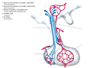 Hypothalamo - hypofyzární cévní (portální) systém na řezu hypofýzou
