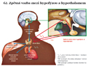 Zpětná vazba mezi hypofýzou a hypothalamem