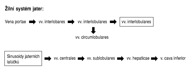  Žilní systém jater