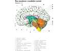 Řez mozkem v mediální rovině