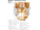 Podhrbolí – hypothalamus a okolní útvary