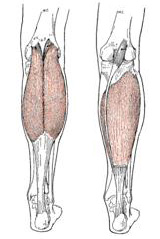 Obr. 7 Musculus triceps surae dle Luttgense & Vellse (1989)