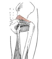 Obr. 11 Musculus piriformis dle Luttgense & Vellse (1989)