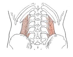 Obr. 12 Musculus quadratus lumborum dle Luttgense & Vellse (1989)