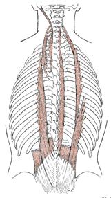 Obr. 13 Musculus erector spinae dle Luttgense & Vellse (1989)