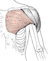 Obr. 14 Musculus pectoralis major dle Luttgense & Vellse (1989)