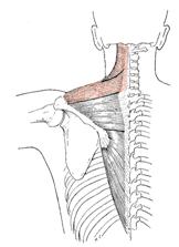 Obr. 15 Musculus trapezius (pars descendens) dle Luttgense & Vellse (1989)