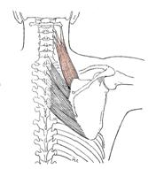 Obr. 16 Musculus levator scapulae dle Luttgense & Vellse (1989)