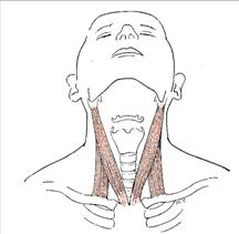 Obr. 17 Musculus sternocleidomastoideus dle Luttgense & Vellse (1989)