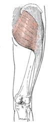 Obr. 18 Musculus gluteus maximus dle Luttgense & Vellse (1989)