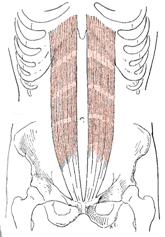 Obr. 19 Musculus rectus abdominis dle Luttgense & Vellse (1989)